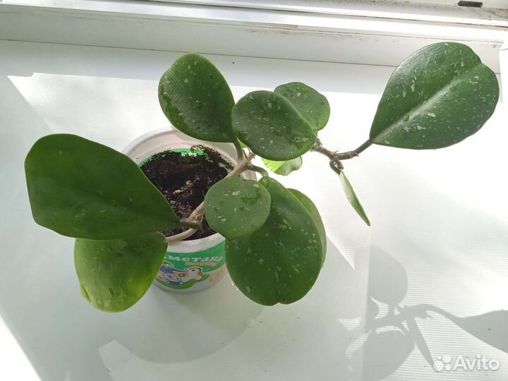 Продам хойи