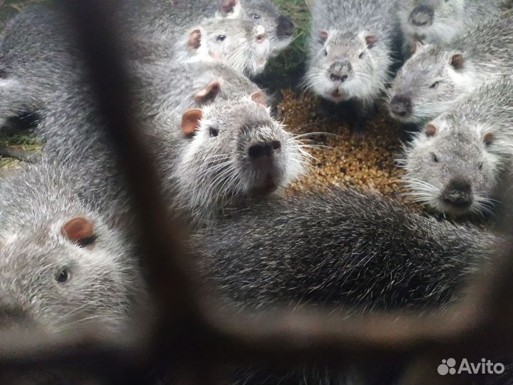 Нутрии живые