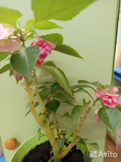 Бальзамин махровый розовый