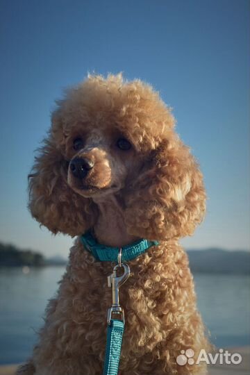 Выгул собак