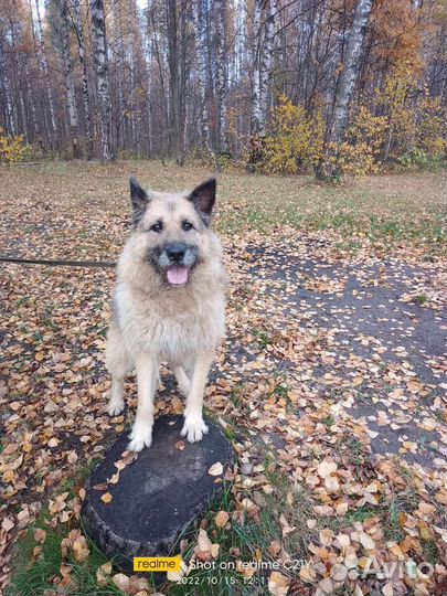 Собака в добрые руки