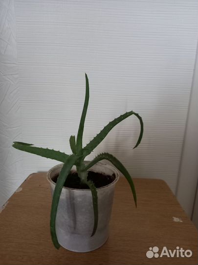 Алоэ столетник