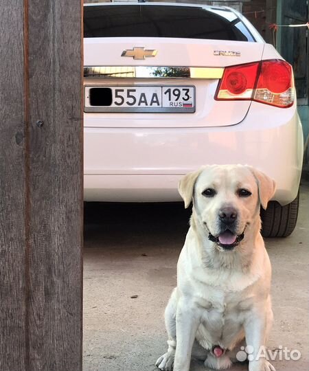 Вязка лабрадор