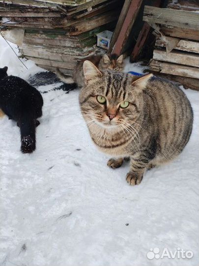 Коты в добрые руки ищут передержку или дом