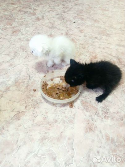 Котята метисы