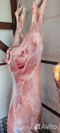 Корм для собак