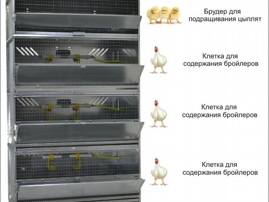 Брудер и клетка для бройлеров