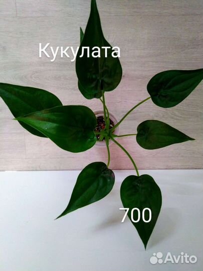 Алоказии и клубни