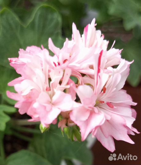 Комнатные растения