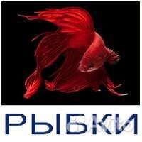 Рыбки, растения, улитки, креветки аквариумные