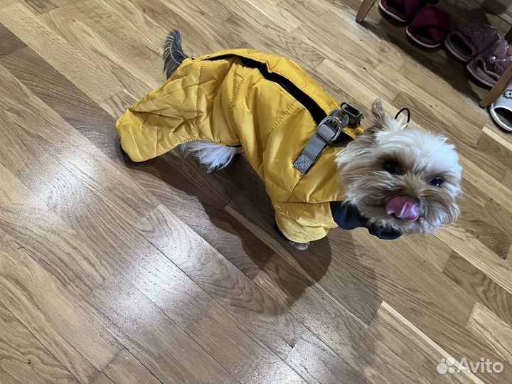 Одежда для собак мелких пород