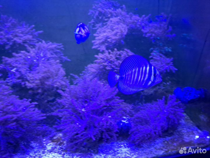 Продам морской аквариум