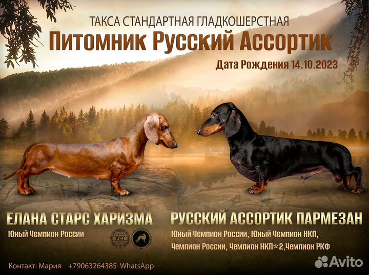 Собака