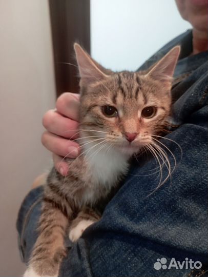 Котята