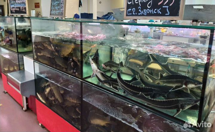 Форель (0,7 - 1,5кг) Карп (0.9 - 2 кг) Живая Рыба