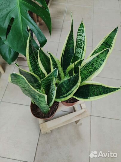 Сансевиерия Футура Суперба