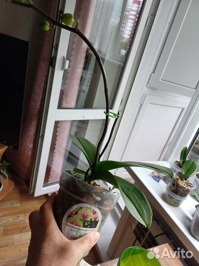 Орхидея фаленопсис