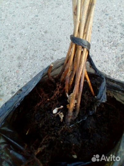 Малина, саженцы