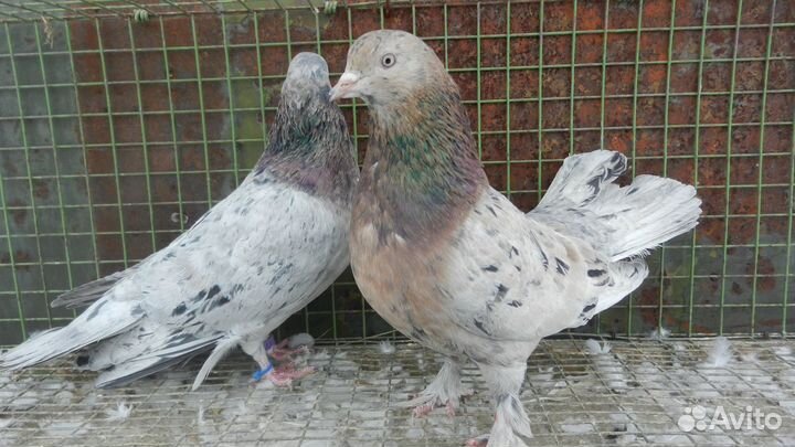 Бойные голуби