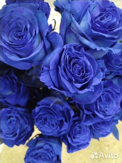 Синие розы