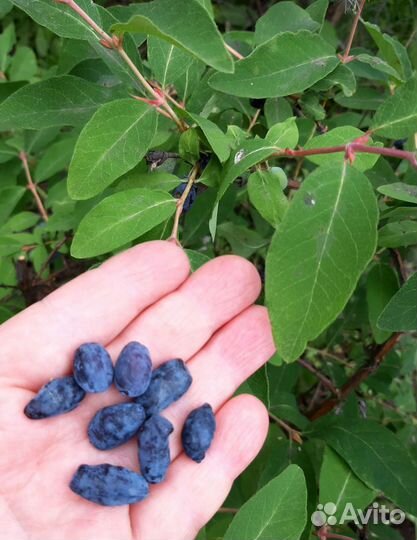 Плодоносящие кустарники