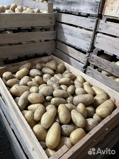 Картофель домашний голландка