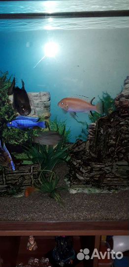 Аквариум