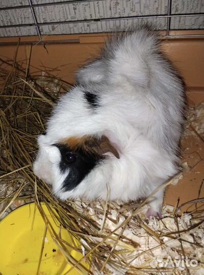 Морская свинка с клеткой