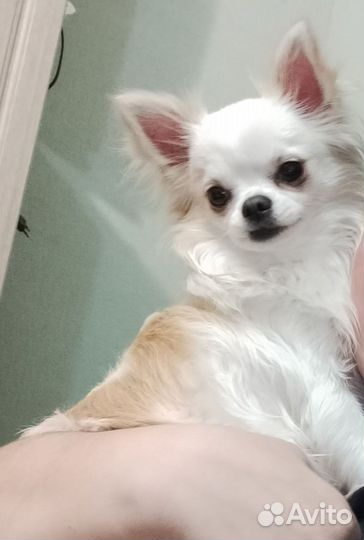 Вязка кобель чихуахуа