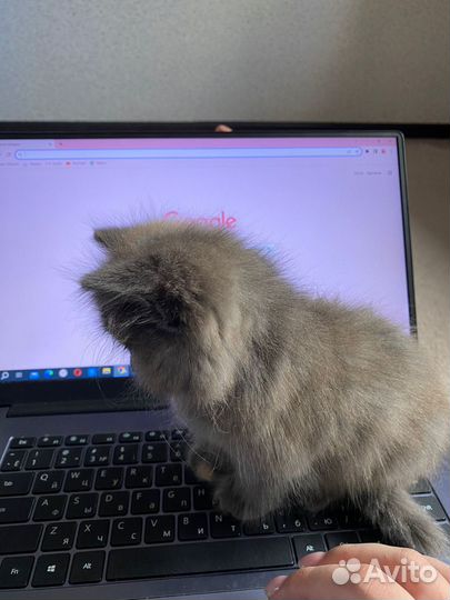 Продам котенка