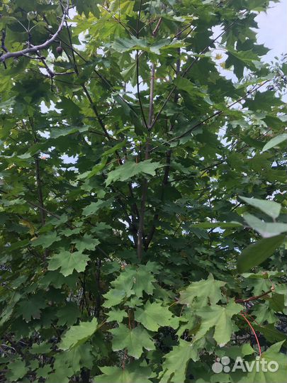 Саженцы клена от 3-4 метров