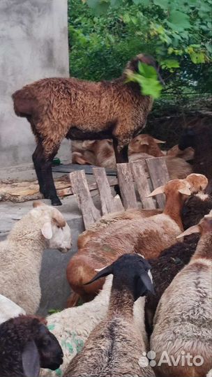 Овцы Эдб- Гиссар 20гв, В долг рассрочки нет