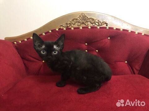 Девон рекс девочка Блэк Долл и котик Барни