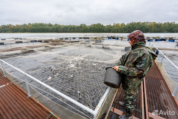 Форелевая ферма-хозяйство