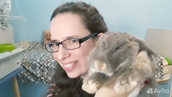 Передержка крыс, попугаев, морских свинок, хомяков