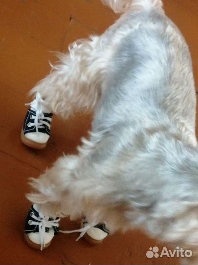 Обувь для маленьких собак