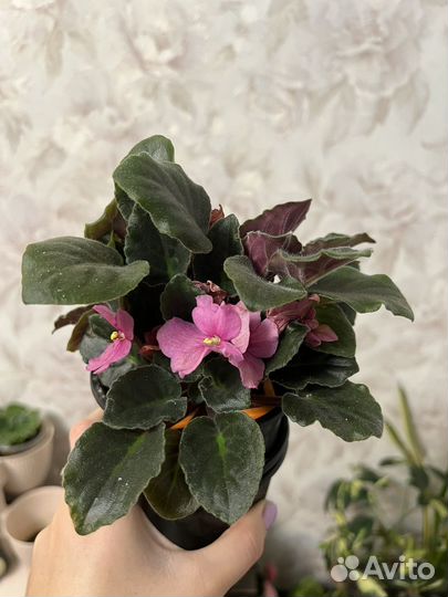 Цветущие фиалки