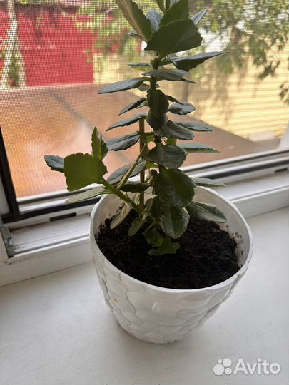 Комнатные цветы каланхоэ ростки