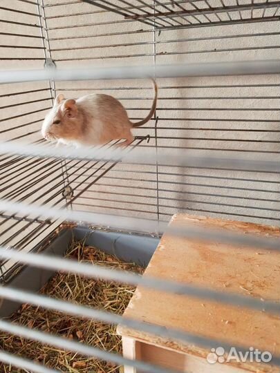 Белки дегу с клеткой