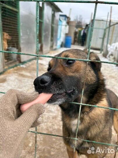 Дружок - игривый и ласковый пес