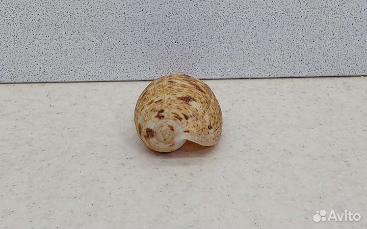 Фикус Вериджита 8 морская ракушка раковина