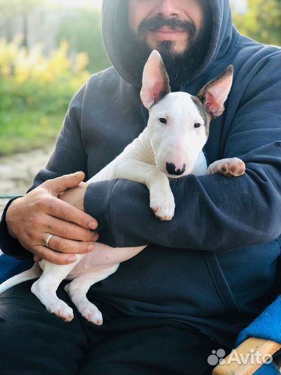 Миниатюрный бультерьер щенки