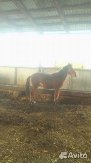 Кобылы с жеребенком