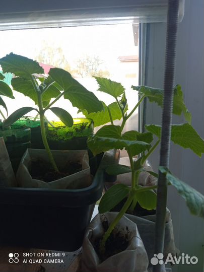 Рассада огурцов кураж