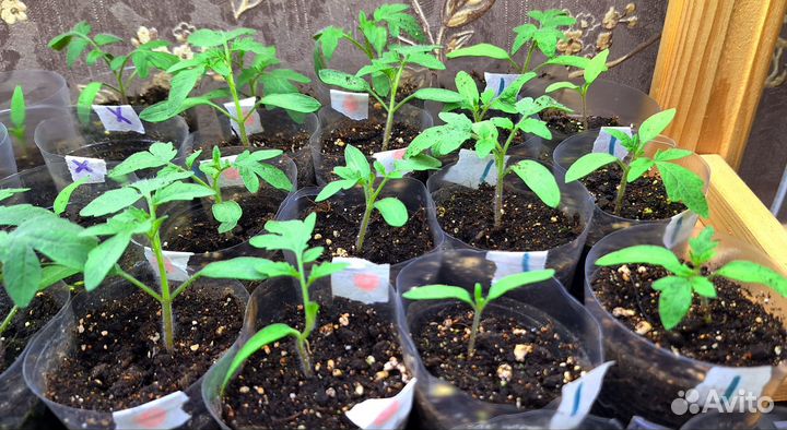 Рассада помидор