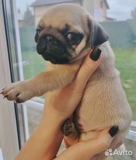 Щенок мопса