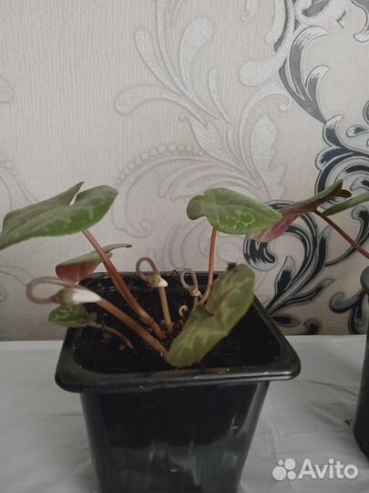 Альпийская фиалка (бабушкин цикламен)