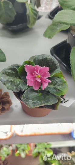 Комнатные цветы