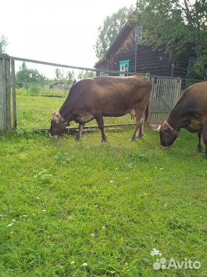 Корова дойная