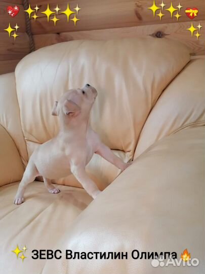 Сказочный Красавчик Ам.Стафф.терьер.(щенок с Докум